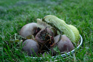 FU 2020-08-13 Fries T4 616 Im Gras liegt Gemüse in einer Schale
