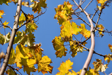 Yellow autumn leaves on a tree, blue sky