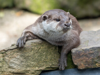 Oriental Short-clawed Otter Resting on a Rock