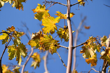 Yellow autumn leaves on a tree, blue sky