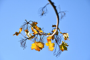 Yellow autumn leaves on a tree, blue sky