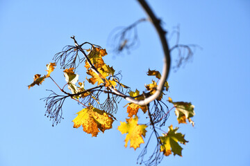 Yellow autumn leaves on a tree, blue sky