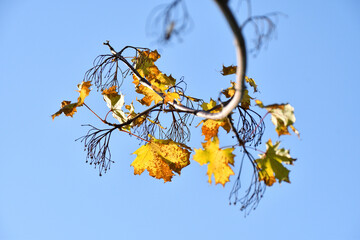 Yellow autumn leaves on a tree, blue sky