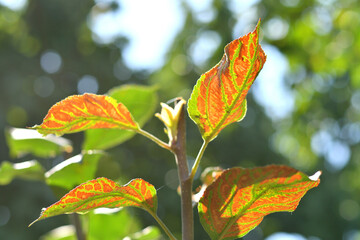 Yellow and green autumn leaves on a tree, turning colors