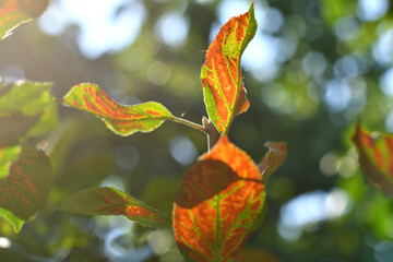 Autumn leaves on a tree, turning golden colors