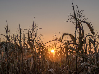 Maisfeld bei Sonnenuntergang