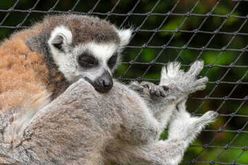 Ring Tailed Lemur Sleeping