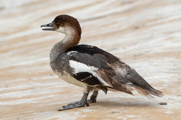 Male Smew Duck Standing near Water's Edge