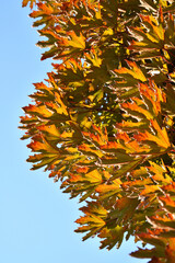 Autumn leaves on a tree, turning golden colors