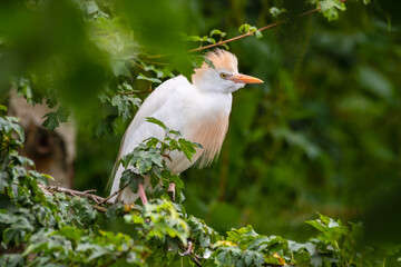 Cattle Egret Perched in a Tree