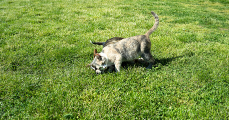 Dog and Cat play in the meadow.