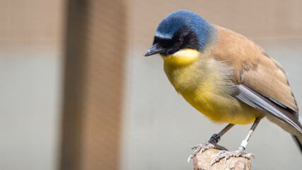 Blue-crowned Laughingthrush Perched in a Tree