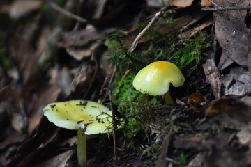 
Various yellow mushrooms in the forest