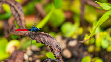 Amazonian red dragonflies perched on dead leaves