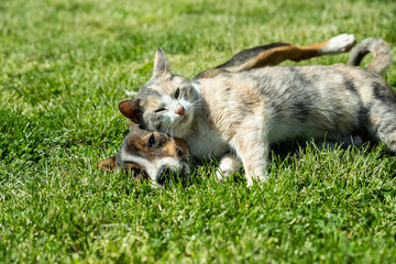 Dog and Cat play in the meadow.