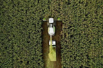 Fotobehang Hakselaar op maïs snijden voor kuilvoer in veld. Het oogsten van biomassagewas. Zelfrijdende oogstmachine voor de landbouw. Trekkerwerk in het seizoen van de maïsoogst. Landbouwmachines en landbouwmachines. © MaxSafaniuk