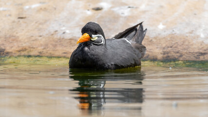 Fototapeta premium Inca Tern Swimming near Waters Edge
