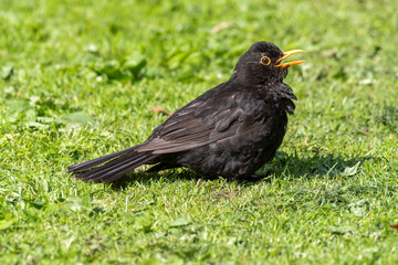 Male Blackbird Soaking up the Sun