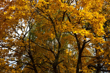 Beautiful autumn maple on a clear day