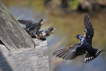 feeding baby swallow during breeding season in nature
