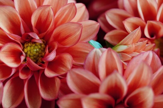 Flower power