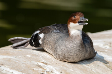 Male Smew Duck Resting near Water's Edge