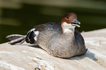 Male Smew Duck Resting near Water's Edge