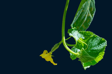 Obraz premium Isolated fresh young cucumber on a branch with a yellow flower