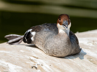 Male Smew Duck Resting near Water's Edge