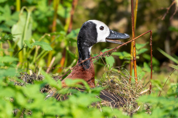 White-faced Whistling Duck Sitting on a Nest