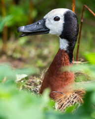 White-faced Whistling Duck Sitting on a Nest