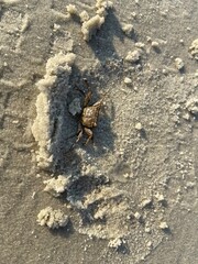Small Crab