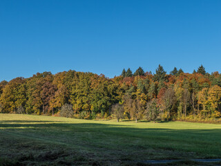 Herbstlich gefärbtes Laub im Mischwald
