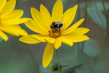 Little Honey Bee Pollinating a Yellow Flower
