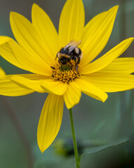 Little Honey Bee Pollinating a Yellow Flower