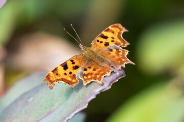 Comma Butterfly Resting on a Leaf