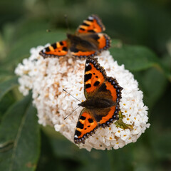 Two Tortoiseshell Butterflies Pollinating a Flower