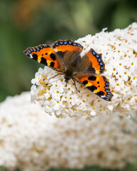 Tortoiseshell Butterfly Pollinating a Flower