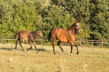 Obraz na płótnie Canvas Wild horse and foal free in the nature
