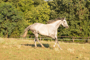 White horse in galloping