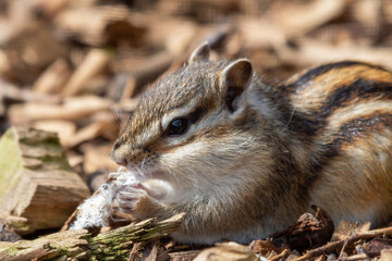 Brown Chipmunk Foraging on the Ground