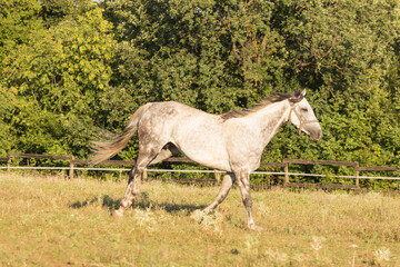 White horse