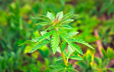 Close up of green hemp plant (Cannabis sativa).