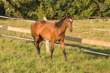 Wild horse free in the wild nature
