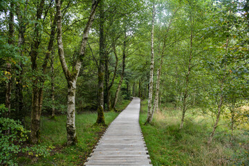 Birch trees in the Black moor with a new wooden path