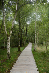 Fototapeta na wymiar Birch trees in the Black moor with a new wooden path