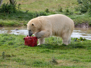 Young Polar Bear Playing on Grass