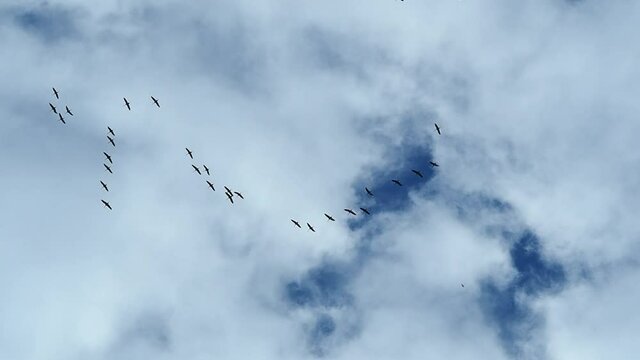 Lane changes a school of cranes during the migration of birds to the south, against the cloudy sky.
