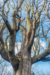 Fototapeta na wymiar Big tree on blue sky background