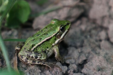 frog 